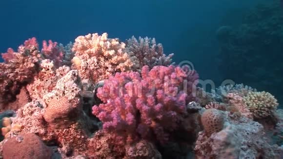 红海里洁净的碧水中的珊瑚视频的预览图