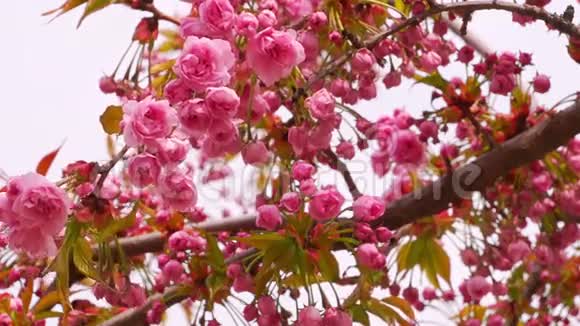樱花与粉红色的花视频的预览图