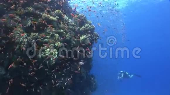 红海鱼类水下景观背景学校潜水员视频的预览图