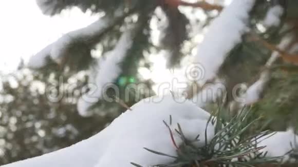美丽的杉树覆盖着雪近景视频的预览图