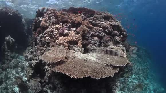 红海海底景观背景鱼学校视频的预览图