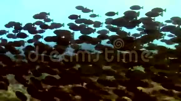 红海沉船背景下的鱼学视频的预览图
