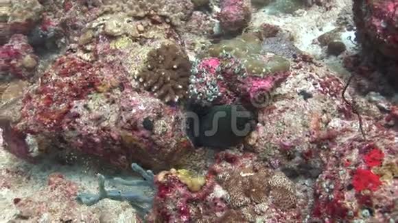 马尔代夫海中的海鳗背景彩色珊瑚视频的预览图