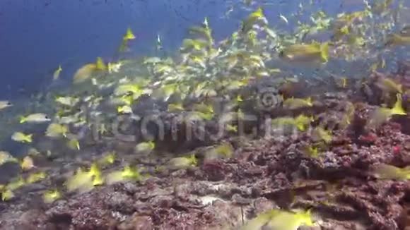 马尔代夫洁净清水背景下的黄条鱼流派视频的预览图