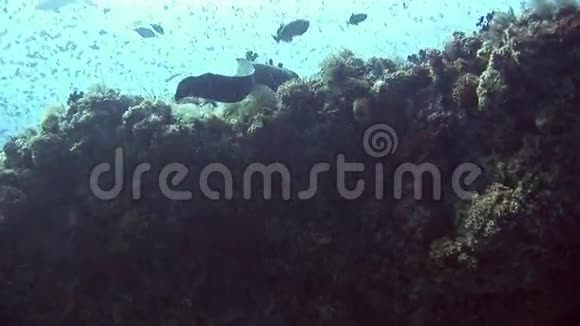 马尔代夫海底背景珊瑚上的海鳗视频的预览图