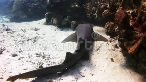 鲨鱼在礁石上游来游去寻找食物视频的预览图