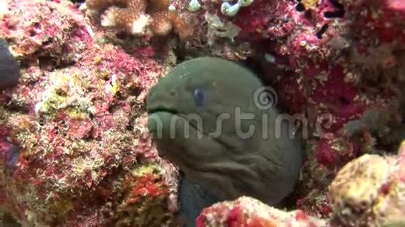 马尔代夫海中的海鳗背景彩色珊瑚视频的预览图