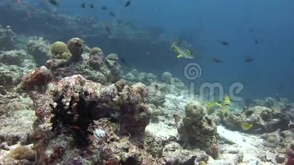 马尔代夫海洋水下彩色珊瑚背景的鱼群视频的预览图