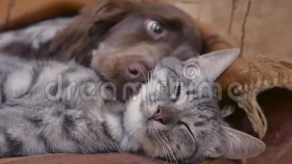 猫和狗在室内一起睡觉友谊有趣的视频猫和狗视频的预览图