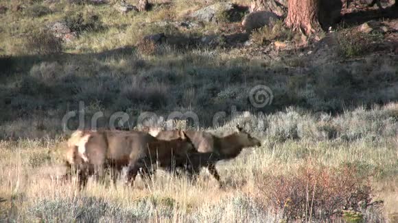 公牛麋鹿和牛在罗特视频的预览图