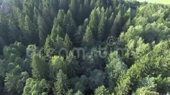 夏天在绿林之上飞翔视频的预览图