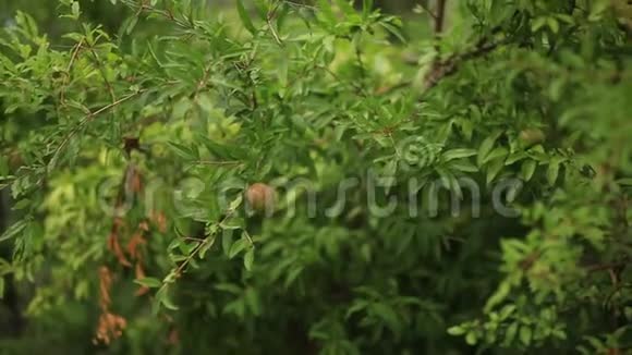 黑山绿树上的中型石榴果实视频的预览图