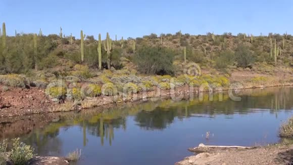 春天的亚利桑那州沙漠视频的预览图