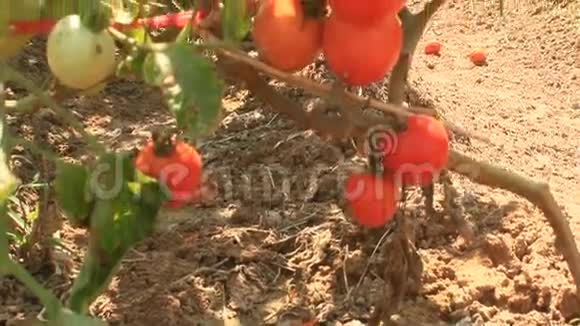 红熟番茄园视频的预览图