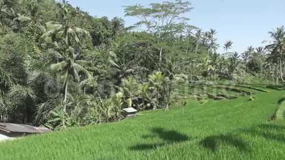 印度尼西亚巴厘山区和农民住房的水稻梯田景观视频的预览图