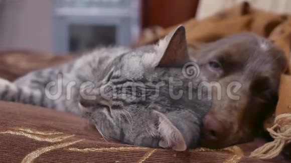 猫和狗是在室内睡觉的友谊有趣的视频猫和狗视频的预览图