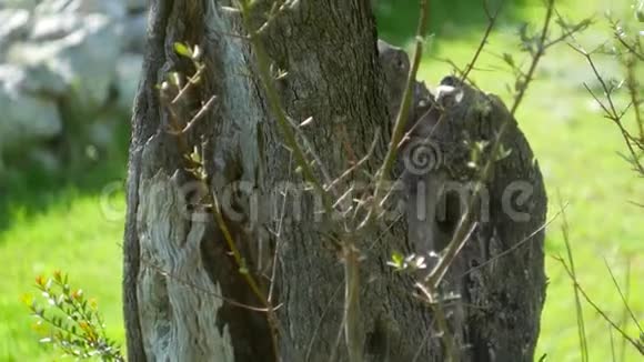 橄榄树树干的特写橄榄园和花园视频的预览图