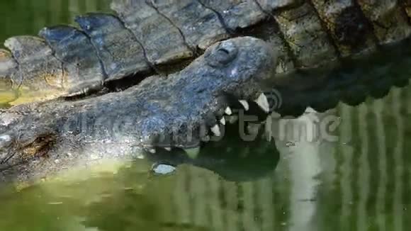 鳄鱼或鳄鱼潜入河中视频的预览图