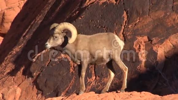 岩石上的沙漠大角羊视频的预览图