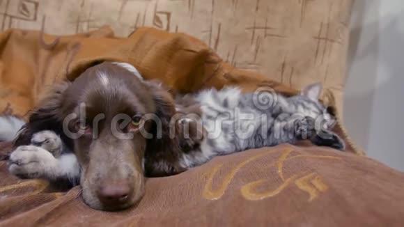 猫和狗睡在一起的滑稽视频猫和室内狗的友谊视频的预览图