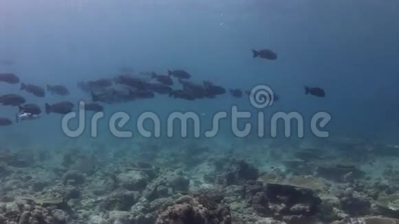 马尔代夫海底海底黑鱼学校视频的预览图