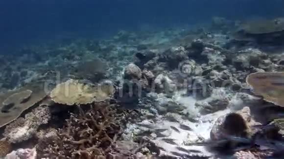 马尔代夫海底背景珊瑚上的条纹鱼群视频的预览图