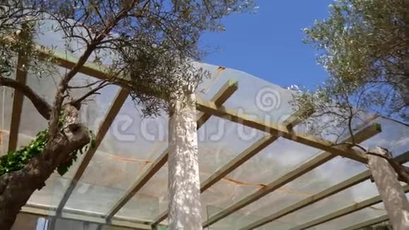 橄榄树黑山的橄榄林和花园视频的预览图
