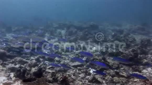 马尔代夫海中海底五颜六色珊瑚的蓝鱼群视频的预览图