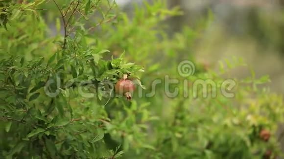 黑山绿树上的中型石榴果实视频的预览图