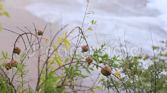 树上红熟的石榴黑山石榴树视频的预览图