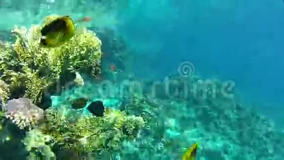 珊瑚鱼和清水视频的预览图