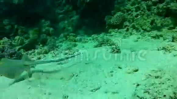热带海洋珊瑚鱼类视频的预览图