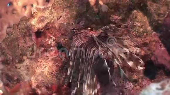 红海海底景观背景上的蝎子鱼视频的预览图