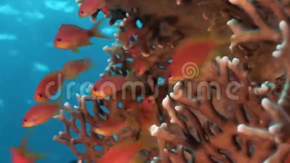 红海背景水下景观的红鱼派视频的预览图