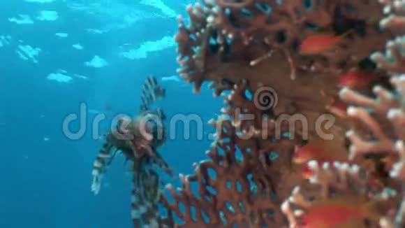 红海海底景观背景下的鱼类和蝎子鱼学校视频的预览图