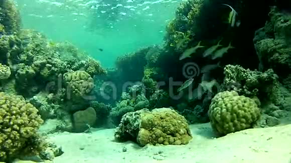珊瑚鱼和清水视频的预览图