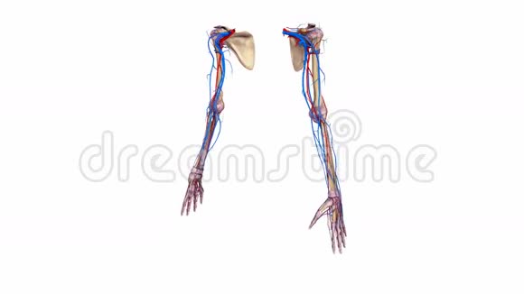 带韧带和血管的上肢视频的预览图