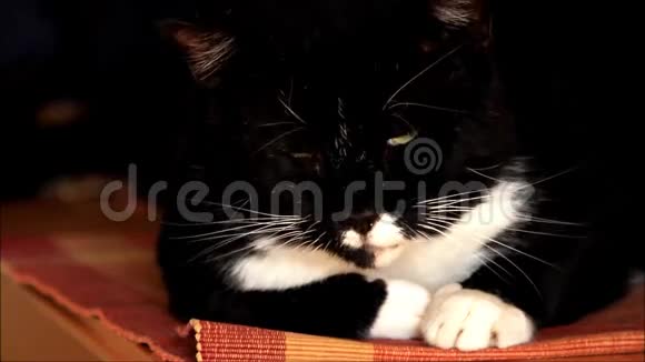 猫黑白特写视频的预览图