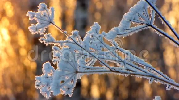 有太阳的冬季景观视频的预览图