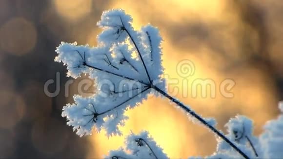 有太阳的冬季景观视频的预览图