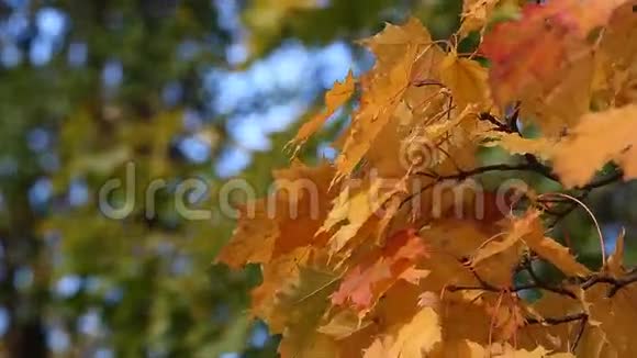 秋林秋公园秋天公园的晴天视频的预览图