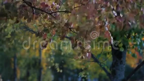 秋林秋公园秋天公园的晴天视频的预览图