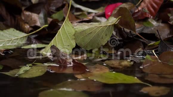 叶子在水里流动的水清水视频的预览图