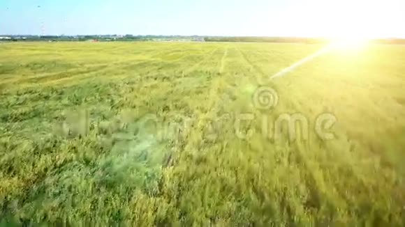 空中飞行绿色和黄色麦田上空的低空飞行视频的预览图