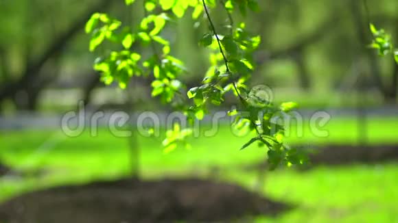 绿色背景上有叶子的树枝视频的预览图