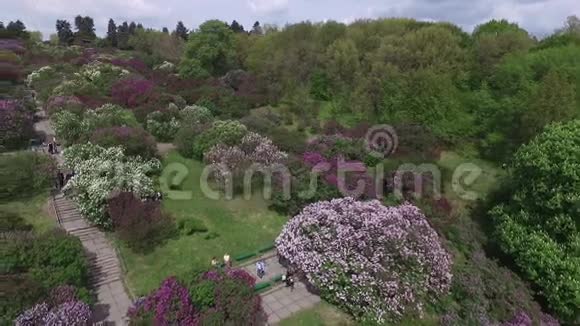 盛开着紫丁香绿树灌木丛和郁金香田野的植物园视频的预览图