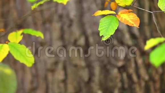 森林中五颜六色的叶子背景视频的预览图