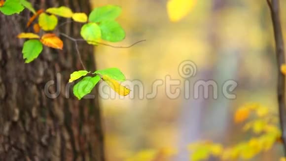 森林中五颜六色的叶子背景视频的预览图