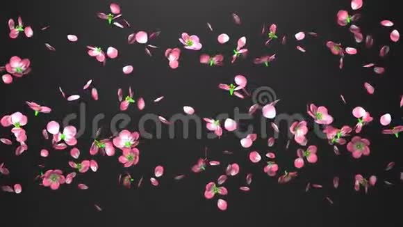 黑色背景上的樱花视频的预览图