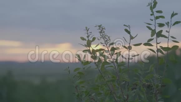 早晨田野上美丽的绿草草地和日落的天空视频的预览图